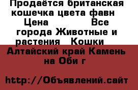 Продаётся британская кошечка цвета фавн › Цена ­ 10 000 - Все города Животные и растения » Кошки   . Алтайский край,Камень-на-Оби г.